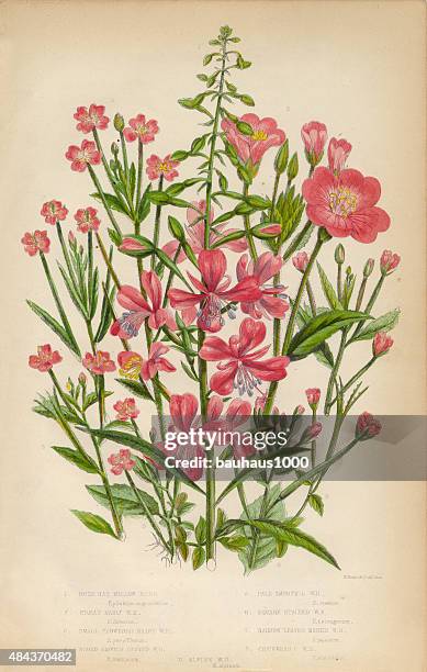 willow herb, bay leaf and chickweed, victorian botanical illustration - bay leaf white background stock illustrations