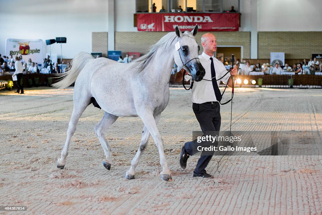 Arabian Horses Auction in Janow Podlaski