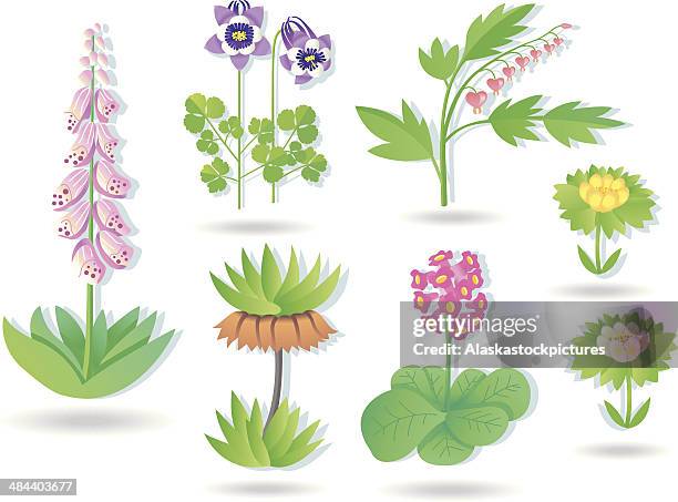 gardenplants collection - ranunculus stock illustrations