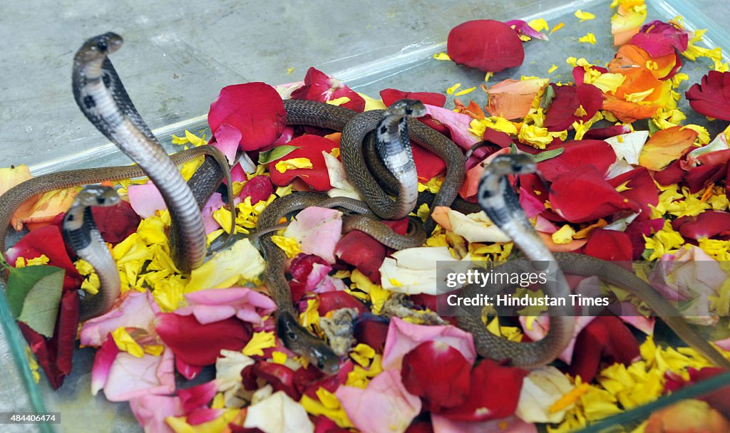 Cobra Snakes In Captivity Ahead Of Nag Panchami