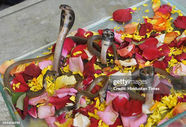 16 Cobra Snakes In Captivity Ahead Of Nag Panchami Stock Photos, High ...