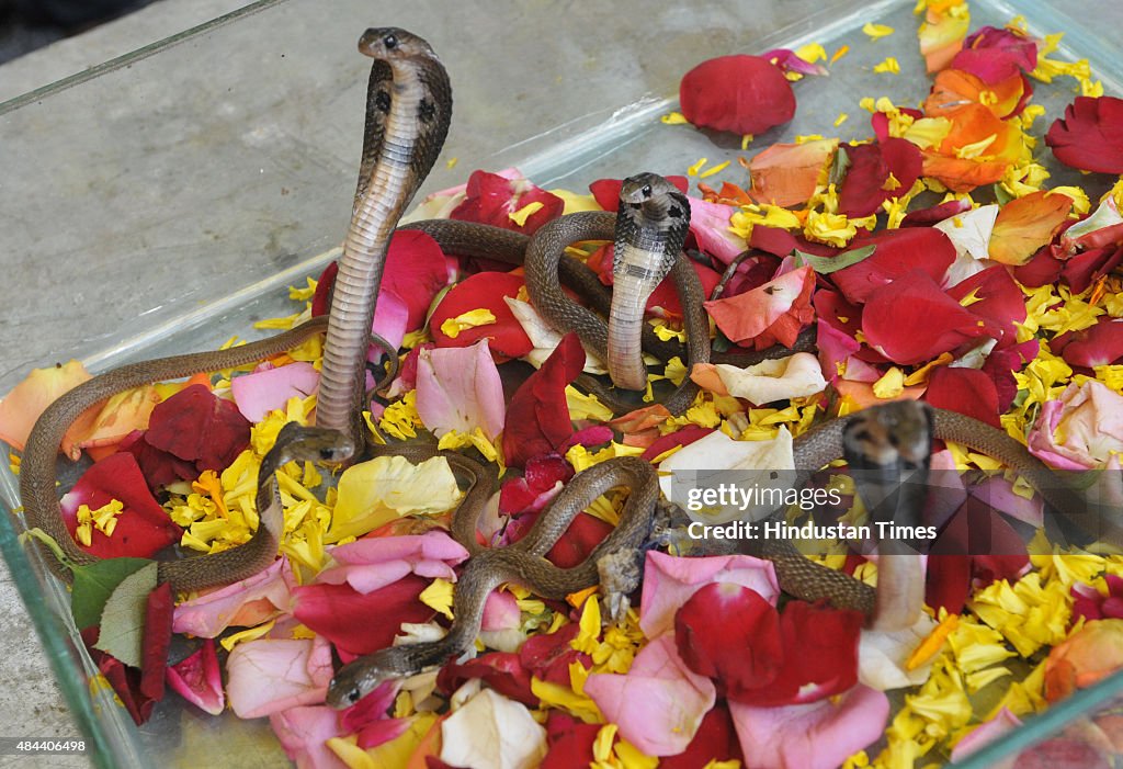 How To Feed A King Cobra Snake In Captivity photo