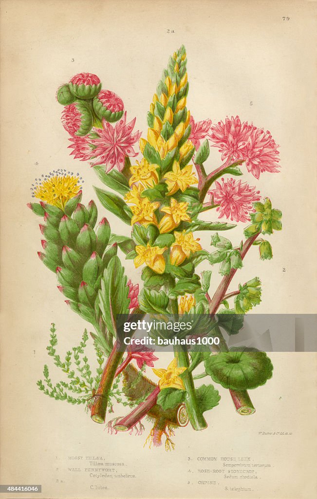 Pennywort, Leek and Stonecrop, Victorian Botanical Illustration
