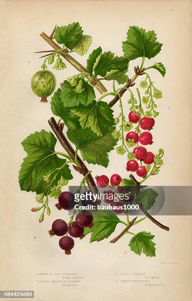 ilustraciones, imágenes clip art, dibujos animados e iconos de stock de grosella, grosella roja, grosella negra y de gooseberry, victorian ilustración botánicos - casis