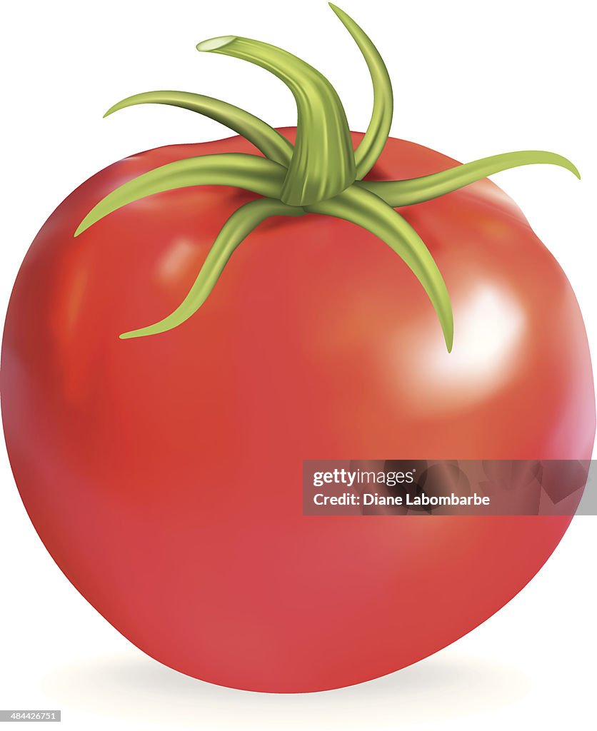 Cartoon rouge Tomate Heirloom sur fond blanc