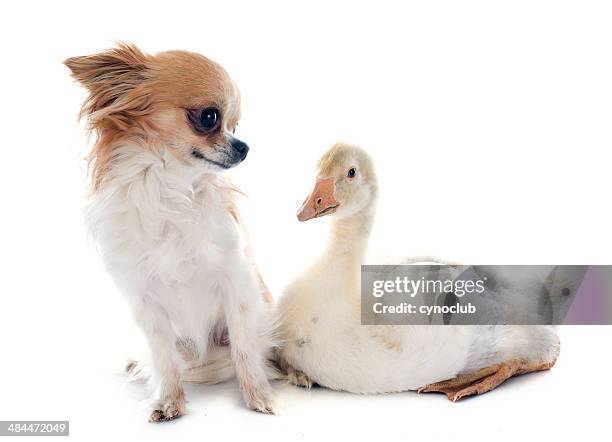 gosling and chihuahua