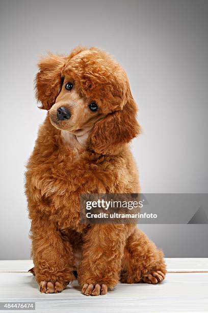 dog cute miniature poodle puppy - miniature poodle stock pictures, royalty-free photos & images