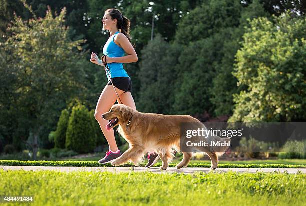ジョギング、ランニング、ゴールドレトリバーで舗装された道。 - 犬　走る ストックフォトと画像