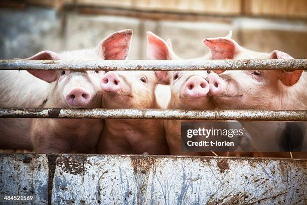 cuatro poco de los cerdos. - animales granja fotografías e imágenes de stock