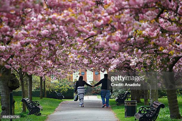 Couple walk under fully bloomed cherry blossom trees at Greenwich Park in London on April 11, 2014 as temperature hits 17C at weekend and forecasts...