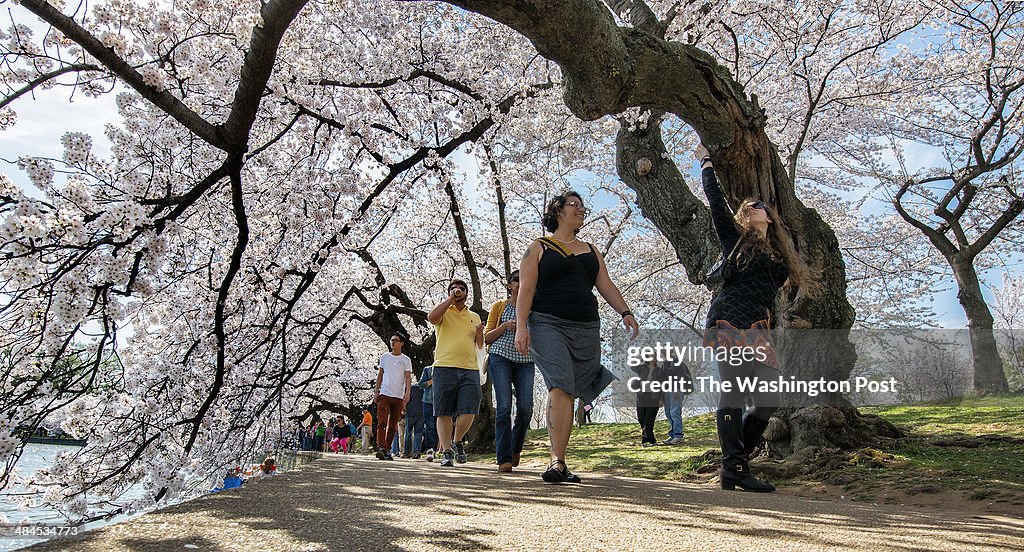 Cherry blossoms at peak bloom around the Tidal Basin in Washington, DC.