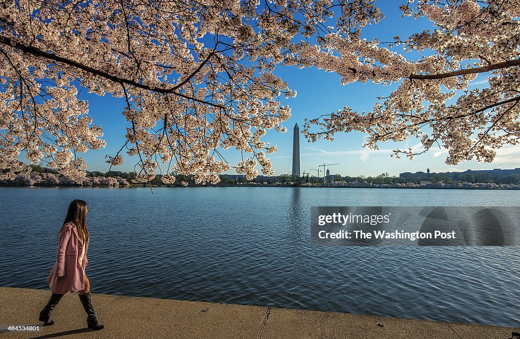 Cherry blossoms at peak bloom around the Tidal Basin in Washington, DC.