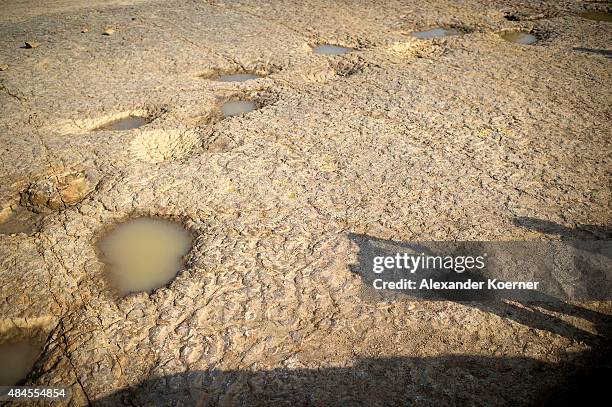 Volunteers are silhouetted by the rising sun while clearing rocks next to footprints of a long-neck dinosaurs , found in a quarry, on August 20, 2015...