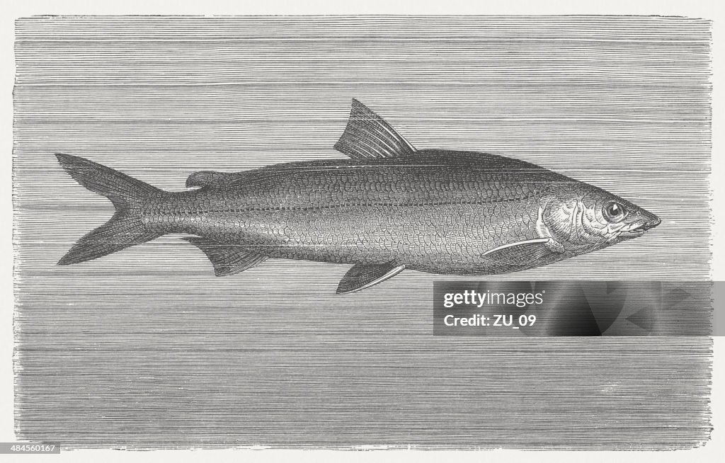 Houting (Coregonus oxyrinchus), wood engraving, published in 1884