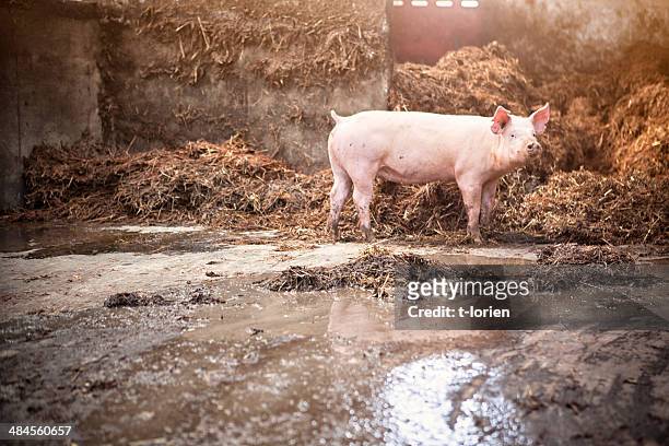 little piglet in big stable - animal pen stock pictures, royalty-free photos & images