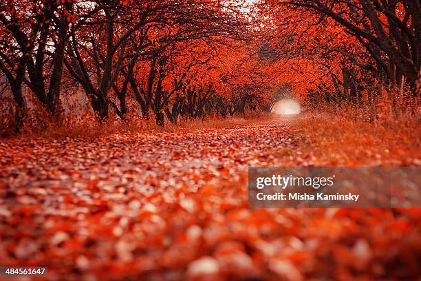 path in autumn garden - hornbeam stockfoto's en -beelden