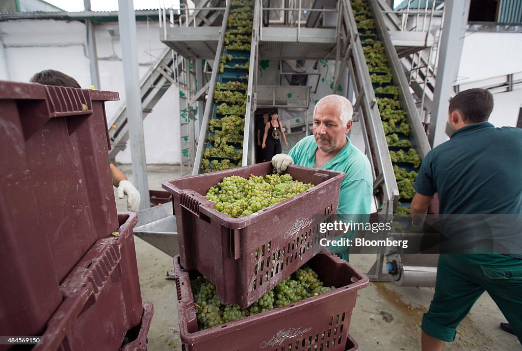 Grape Harvest And Wine Production At Abrau-Durso PJSC Winery