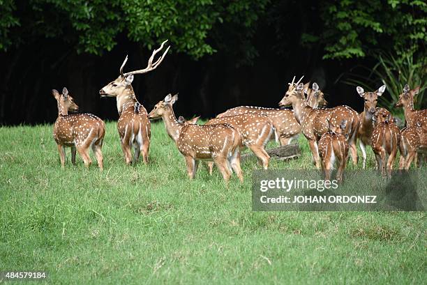 Picture taken on August 16, 2015 showing a group of chital deers at the Autosafari Chapin open zoological park in the Guanagazapa municipality,...