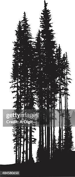 tall pine trees - tall tree stock illustrations