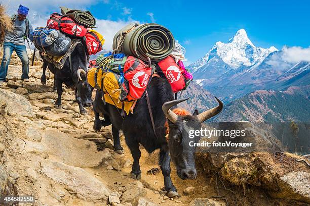 839 Nepal Yak Himalayas Stock Photos High Res Pictures And Images 839-nepal-yak-himalayas-stock-photos-high-res-pictures-and-images