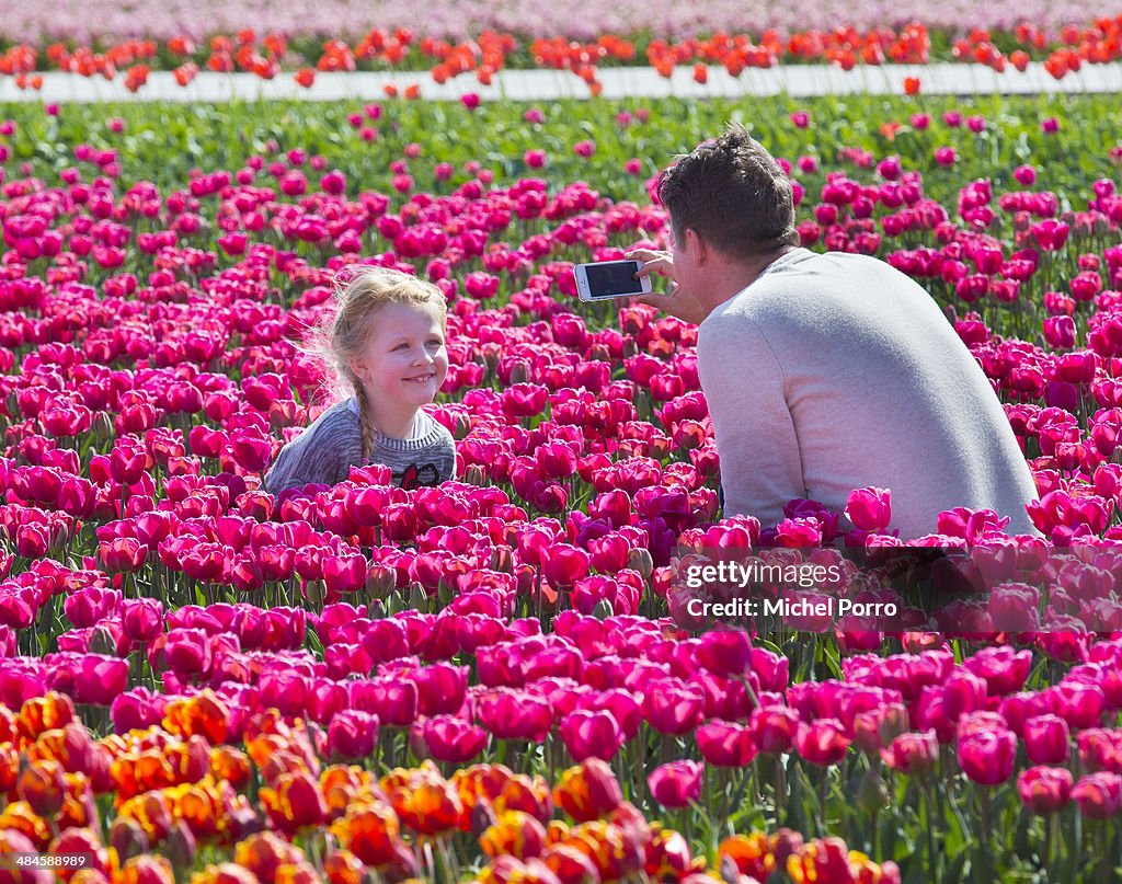 Flower Fields in Full Bloom Early In The Netherlands