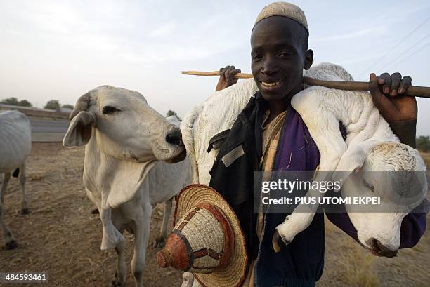 This picture taken on February 3, 2006 shows a Fulani herdsman carrying a calf on his shoulder in Kano, northern Nigeria. Nigeria on April 13, 2014...