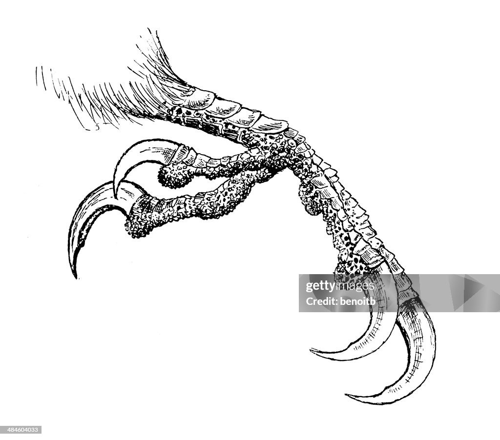 Pileated Woodpecker Foot