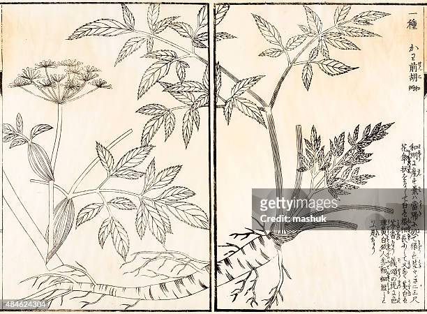 japanese medicinal root plant, 19 century woodblock - botanical garden stock illustrations