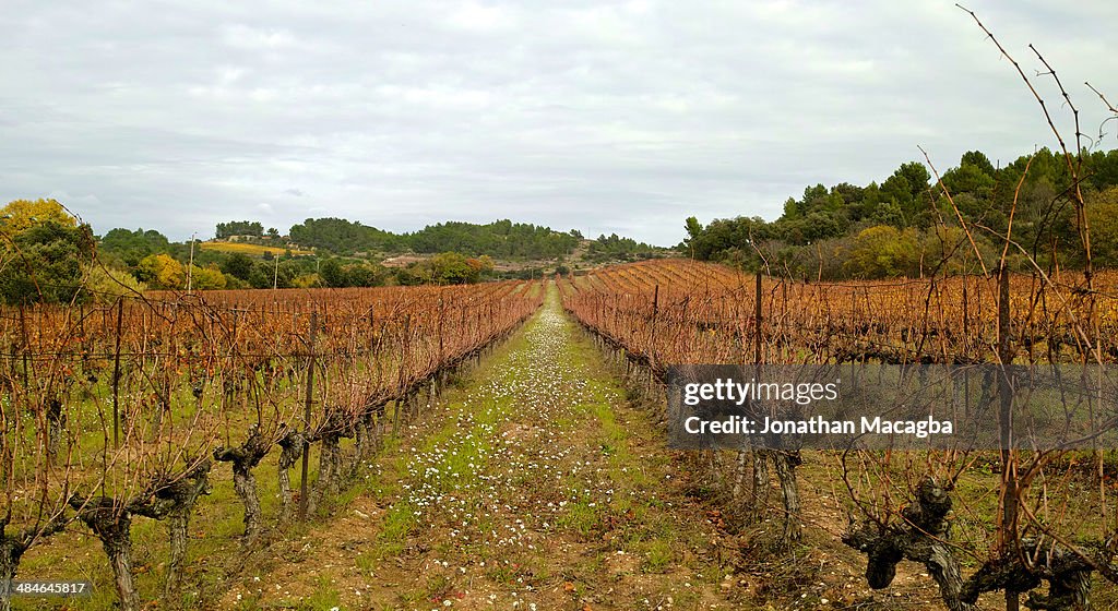 Vineyard after the harvest