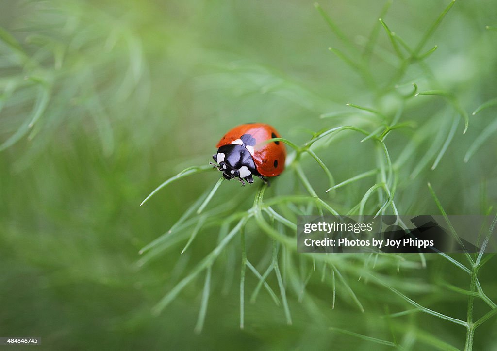 Ladybird on fennel
