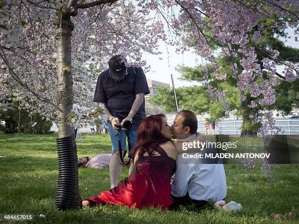 Couple kisses for a picture under a blooming cherry tree at East Potomac Park on April 13, 2014 in Washington, DC. The cherry trees are at peak bloom...