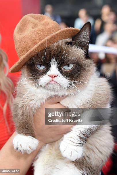 Grumpy Cat attends the 2014 MTV Movie Awards at Nokia Theatre LA Live on April 13, 2014 in Los Angeles, California.