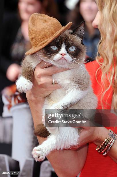 Grumpy Cat High 1,484 Grumpy Cat Photos & High Res Pictures - Getty Images
