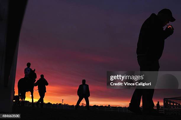 Black Vanquish from the Tommy Hughes stable walks out to contest heat two as the sun rises in the distance during jump out sessions at Flemington...