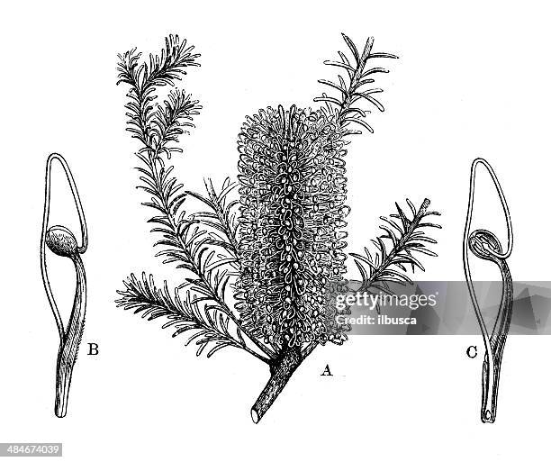antique illustration of banksia - banksia stock illustrations