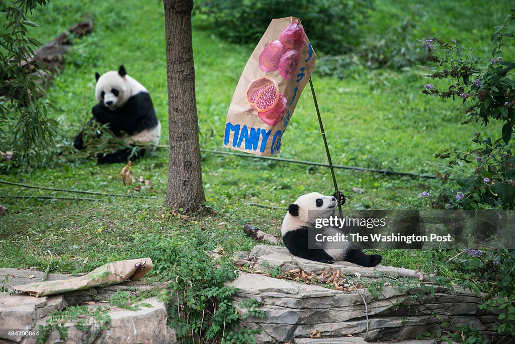 Giant Panda Bao Bao's First Birthday