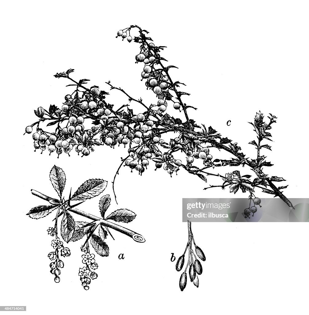 Ancienne illustration de Barberry (Berberis vulgaris)