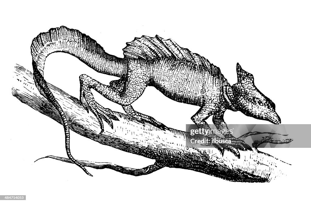 Antique illustration of Brown Basilisk or Striped Basilisk (Basiliscus vittatus)