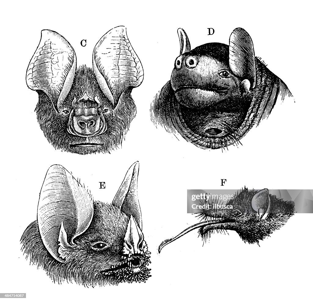 Antique illustration of bats
