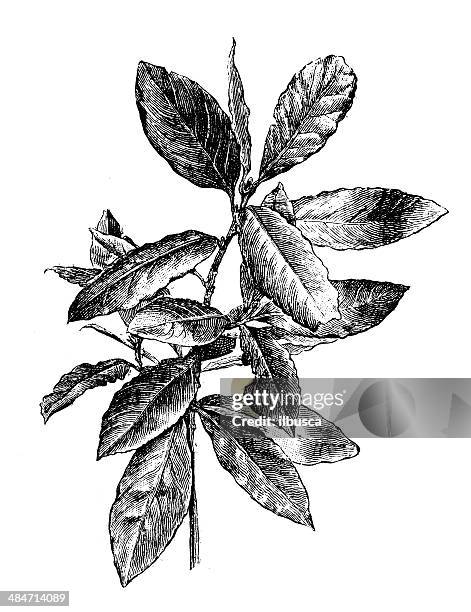 illustrations, cliparts, dessins animés et icônes de ancienne illustration de bay laurel, the bay (laurus nobilis) - laurier