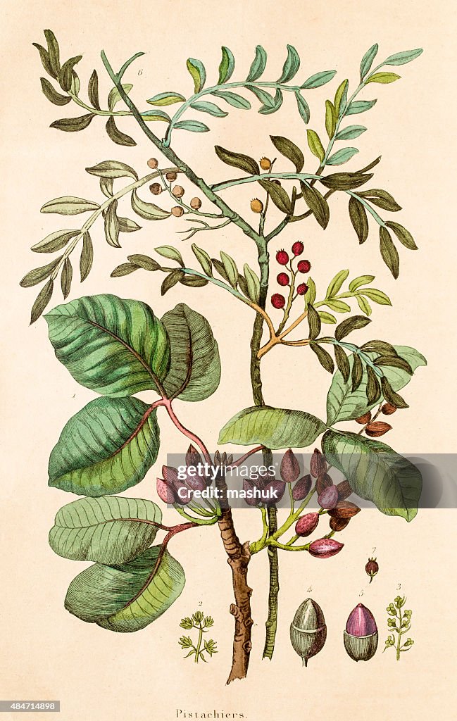 Pistazien plant, 19. Jahrhundert botanischen Illustrationen