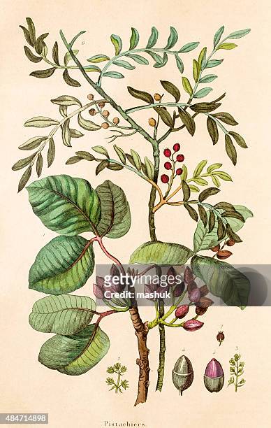 ilustrações, clipart, desenhos animados e ícones de pistache planta, ilustração botânico do século 19 - pistache