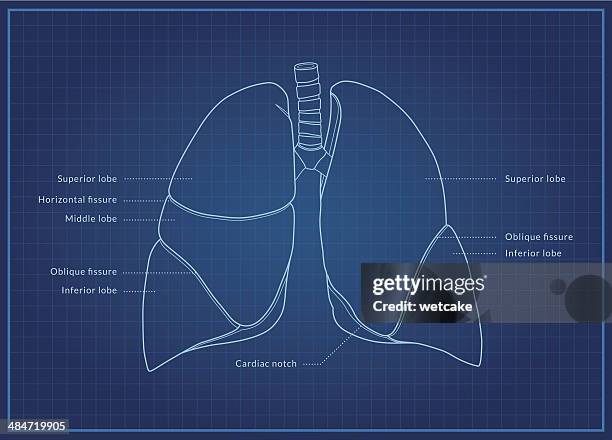 ilustraciones, imágenes clip art, dibujos animados e iconos de stock de los pulmones - human lung