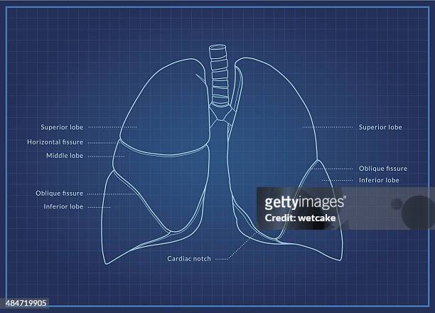 human lungs - human lung stock illustrations