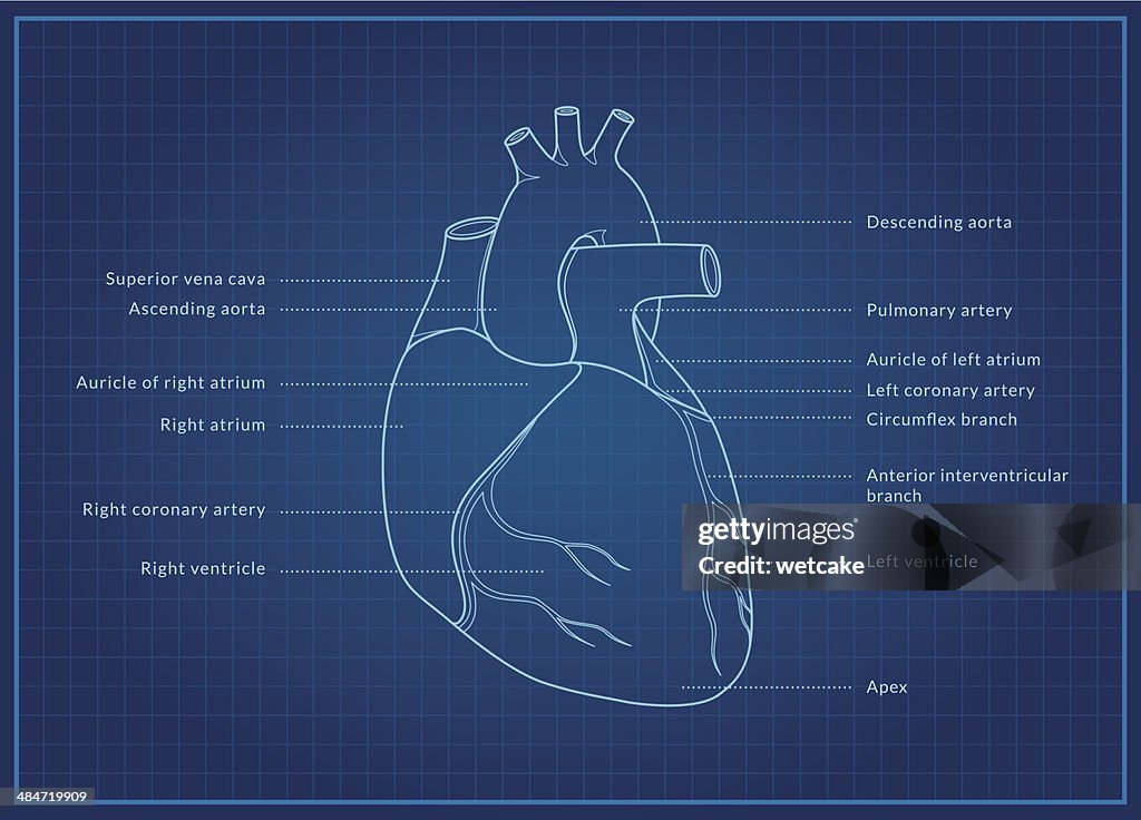 Human Heart