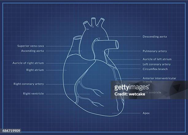 human heart - diagram of the heart stock illustrations