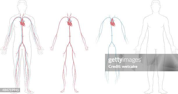 ilustraciones, imágenes clip art, dibujos animados e iconos de stock de sistema cardiovascular - vaso sanguíneo