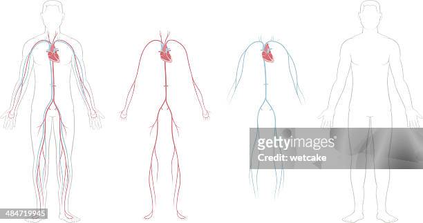 illustrazioni stock, clip art, cartoni animati e icone di tendenza di sistema cardiovascolare - parte del corpo umano