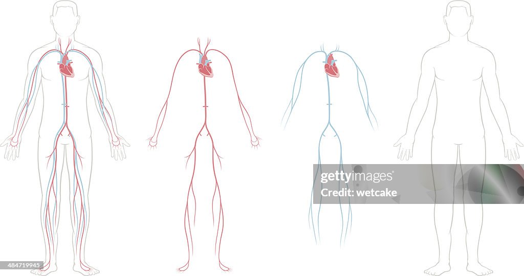 Cardiovascular System