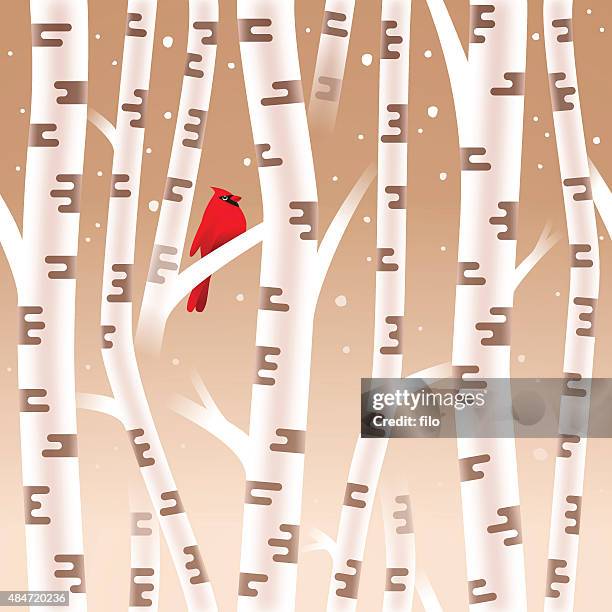 Cardinal Tree Photos and Premium High Res Pictures - Getty Images